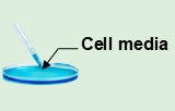 Cell media exosome purification