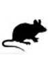 Mouse IgA Isotype Control 