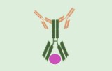 Flow cytometry secondary antibodies