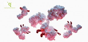 20% OFF All Bioss Conjugated Primary Antibodies!