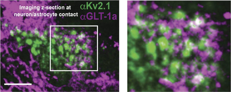 Image of cultured hippocampal cells immune-labeled with antibodies specific for Kv2.1 (cat. 75-014, 1:400; green) and GLT-1 showing a pyramidal cell with a portion of the basal surface in contact with a GLT-1a positive astrocyte. The right panel shows an enlargement of the boxed area. Image from publication CC-BY-4.0. PMID:38362041