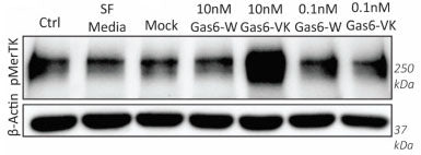Western blot image of human THP-1 cells treated with γ-Carboxylated Gas6 at a 10 nM concentration showing increased MerTK phosphorylation (Cat no p186-749). Image from publication CC-BY-4.0. PMID: 38673989