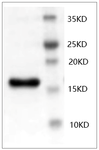 Fig.SDS-PAGE analysis of Mouse bFGF protein.