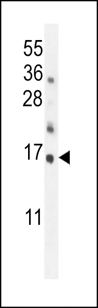 WB - Hrk BH3 Domain Antibody AP1311a