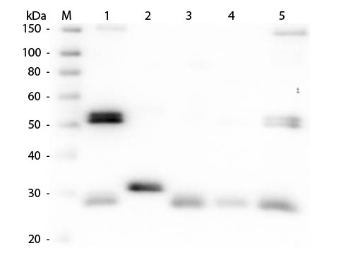 WB - Anti-Rat IgG (H&L)  (Texas Red™ Conjugated) Secondary Antibody ASR1660