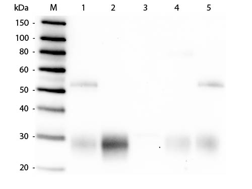 WB - Anti-Rabbit IgG F(ab')2  Pre-Adsorbed Secondary Antibody ASR1815