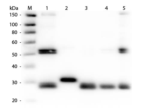 WB - Anti-Rat IgG (H&L)  (Texas Red™ Conjugated) Pre-Adsorbed Secondary Antibody ASR2228