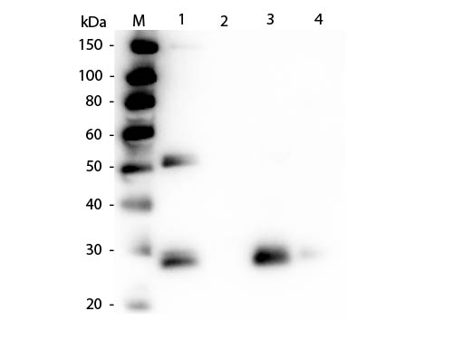 WB - Anti-Rat IgG F(ab')2  (Texas Red™ Conjugated) Secondary Antibody ASR2498