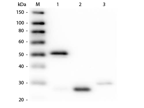 WB - Anti-Rabbit IgG (H&L)  Pre-Adsorbed Secondary Antibody ASR2770