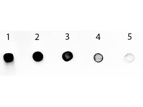 DB - Anti-Human IgG F(c)  (Alkaline Phosphatase Conjugated) Secondary Antibody ASR2700