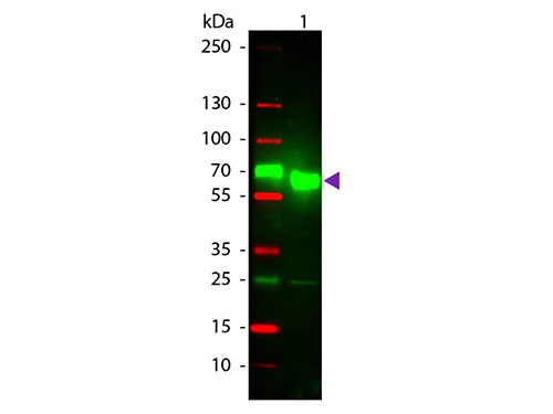 WB - Anti-Rat IgA (alpha chain)  (Texas Red™ Conjugated) Secondary Antibody ASR2827