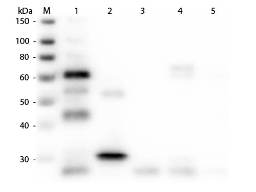 WB - Anti-Chicken IgG (H&L)  (Peroxidase Conjugated) Pre-Adsorbed Secondary Antibody ASR3040