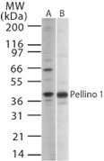 WB - PELI1 / Pellino 1 Antibody (aa121-135) ALS14591