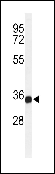 WB - TMEM173 Antibody (C-term) AP9747b