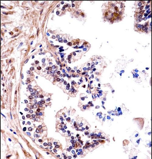 IHC-P - TMPRSS13 Antibody (C-term) AP14675b