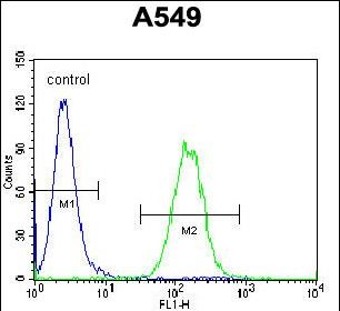 FC - Vimentin Antibody AX10005