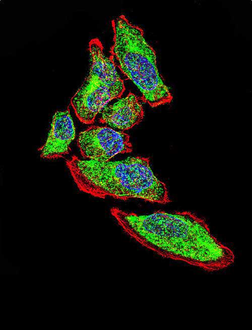 IF - Vimentin Antibody AX10005