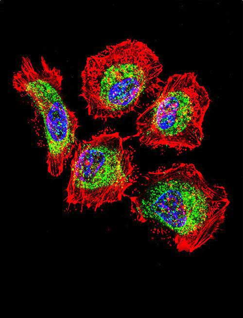 IF - Vimentin Antibody AX10005