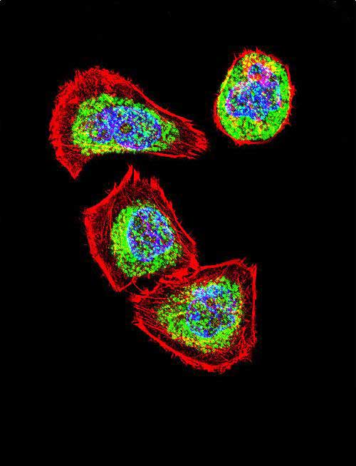 IF - Vimentin Antibody AX10005