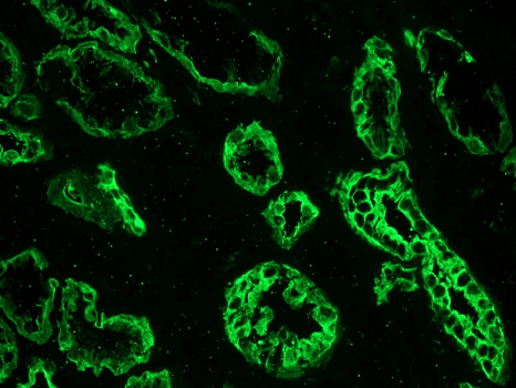 Figure 4. Immunohistochemistry on frozen tissue sections of human colon with MUB0329P (RCK108; dilution 1:500).