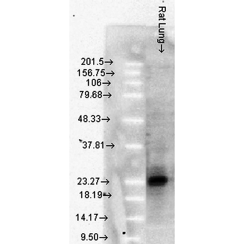 Anti-HSP27 Monoclonal Antibody (Clone : 8A7) - ATTO 488