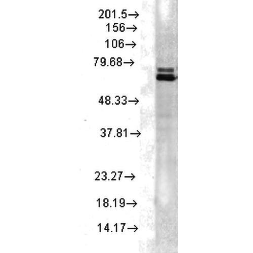 Anti-HSP70 Monoclonal Antibody (Clone : 2A4) - ATTO 488(Discontinued)