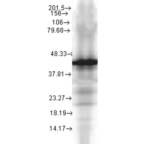 Anti-HSP40, YDJ1 Monoclonal Antibody (Clone : 2A7.H6) - ATTO 488