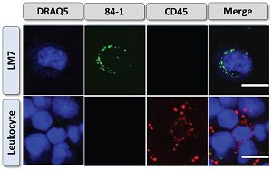 Immunofluorescence