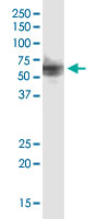 Western Blot (Cell lysate)