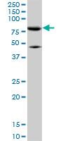 Western Blot (Cell lysate)