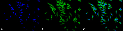 Immunocytochemistry