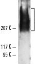 Western Blot (Cell lysate)