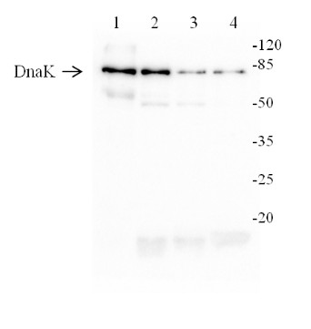 western blot using anti-Chlamydomonas DnaK antibodies