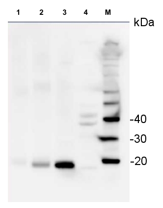 western blot detection of S14 in various species