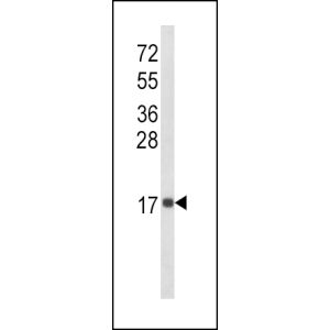 MDA-MB468 cell