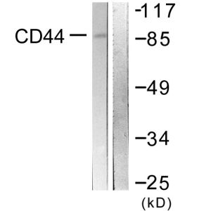 NIH-3T3 cells