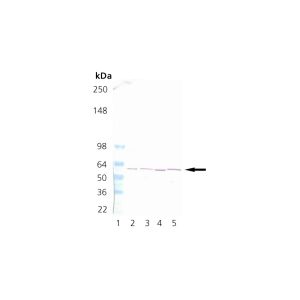 HeLa Cell Lysate, PC-12 Cell Lysate, 3T3 Cell Lysate, RK-13 Cell Lysate