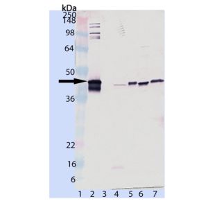 SPP-400, SPP-640, HeLa Cell Lysate, 3T3 Cell Lysate, PC-12 Cell Lysate, L292 Cell Lysate