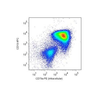 Human leukemic blast cells