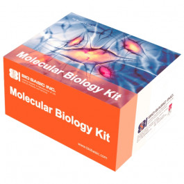 NBT/BCIP Stain Kit