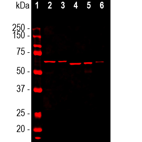 Western Blot