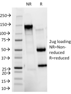 CD11b / MAC-1 (Microglial Marker) Antibody