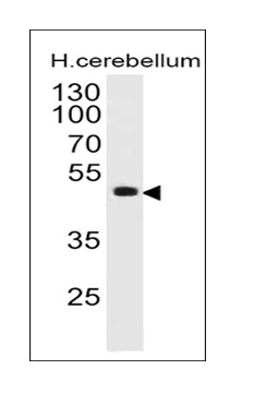 Western blot analysis of human cerebellum tissuelysate using PAX6 Mouse Monoclonal Antibody (PAX6/498).