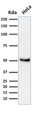 p53 Tumor Suppressor Protein Antibody - Image 2