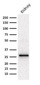 Western blot Analysis of human Kidney lysate using Adiponectin Mouse Monoclonal Antibody (ADPN/1370).