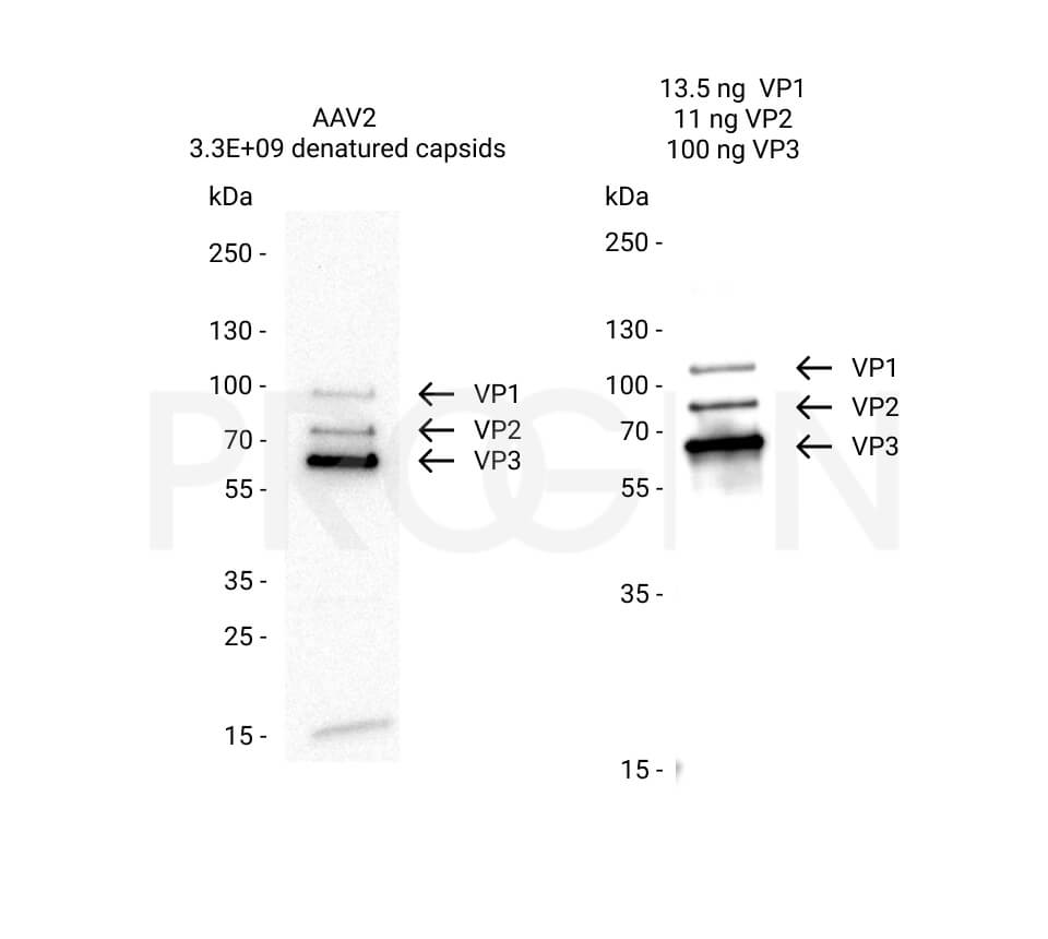 AAV2 VP1, recombinant protein