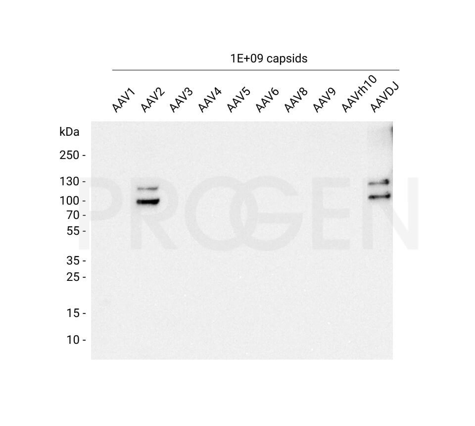 anti-AAV VP1/VP2 mouse monoclonal, A69