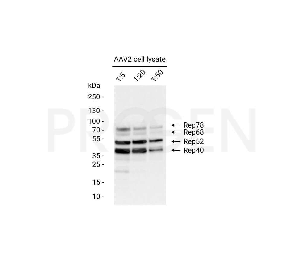 anti-AAV2 Replicase mouse monoclonal, 303.9, lyophilized, purified