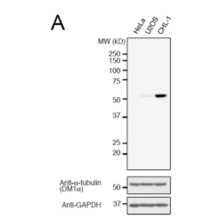 Anti-Detyrosinated Rabbit Monoclonal Antibody