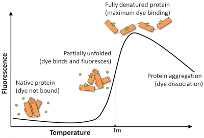 GloMelt™ Thermal Shift Protein Stability Kit - Image 3